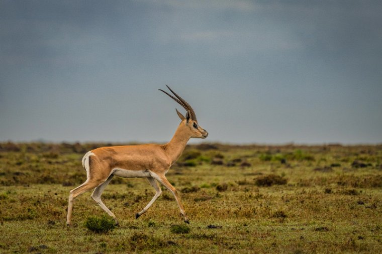 020 Masai Mara, grantgazelle.jpg